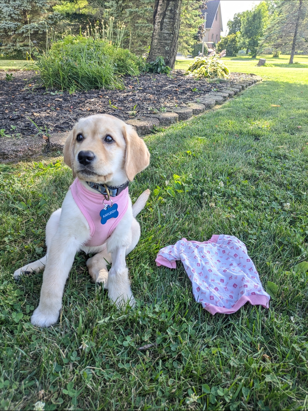 Pink Puppy 🐾 T-shirts - It's A Girl & Puppy Print Size Medium 2/$20